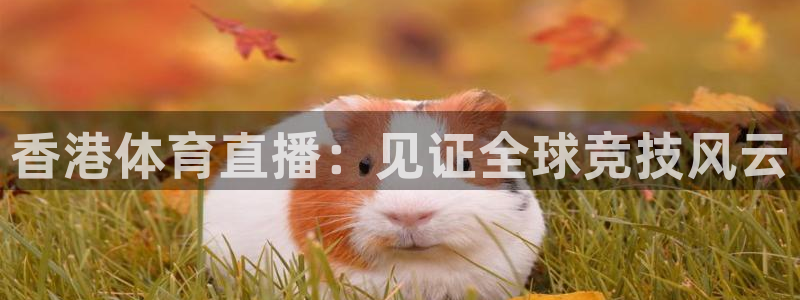 香港体育直播：见证全球竞技风云