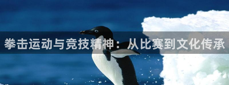 拳击运动与竞技精神：从比赛到文化传承